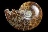 Polished, Agatized Ammonite (Cleoniceras) - Madagascar #97307-1